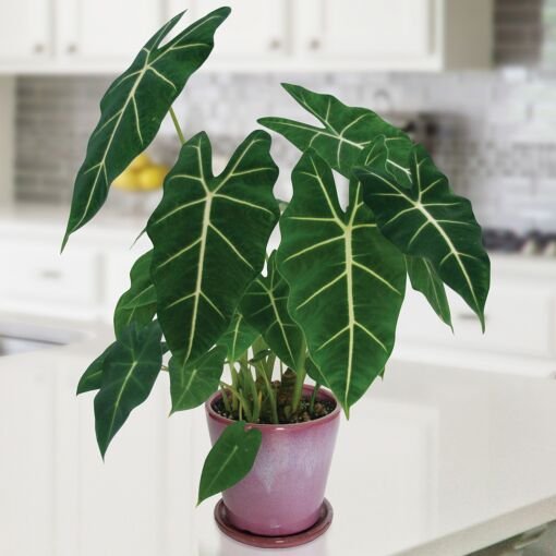 Alocasia Frydek