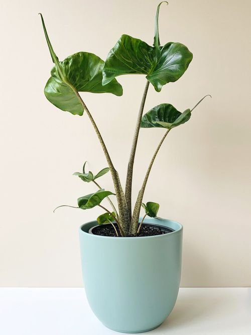 Ráy cá đuối ‘Stingray' (Alocasia Macrorrhiza)
