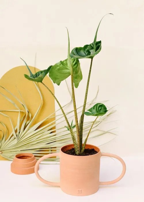 Ráy cá đuối ‘Stingray' (Alocasia Macrorrhiza) 3