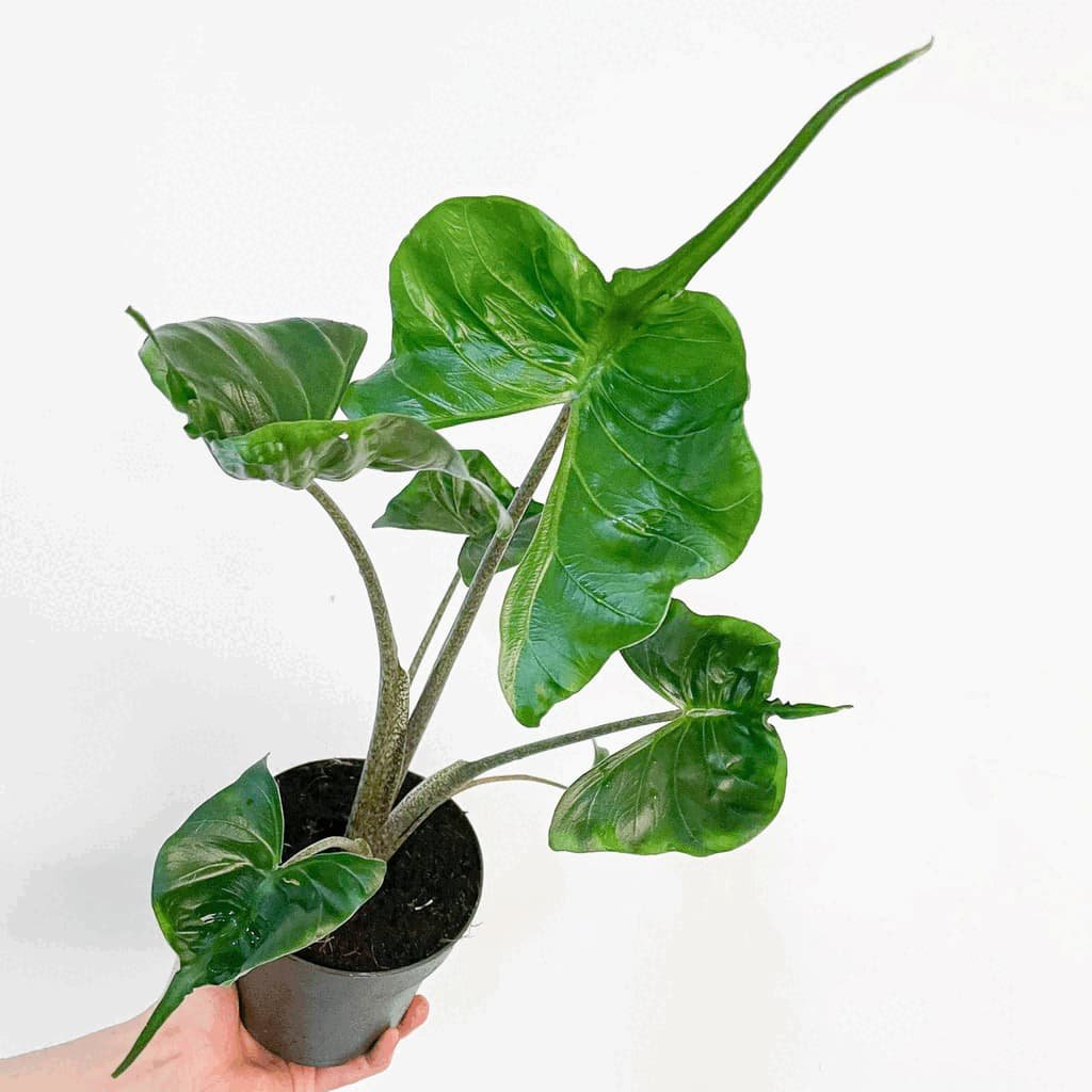 Ráy cá đuối ‘Stingray' (Alocasia Macrorrhiza) 2