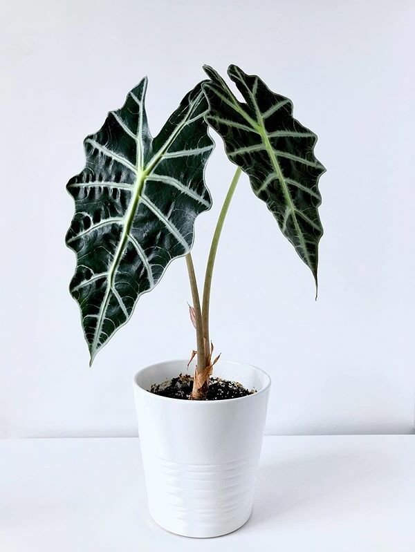 Alocasia Amazonica ( Mặt nạ Amazon)