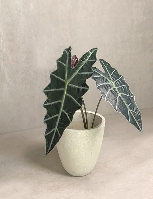 Alocasia Amazonica ( Mặt nạ Amazon) 2