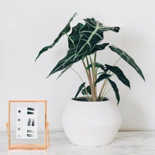Alocasia Amazonica ( Mặt nạ Amazon) 3