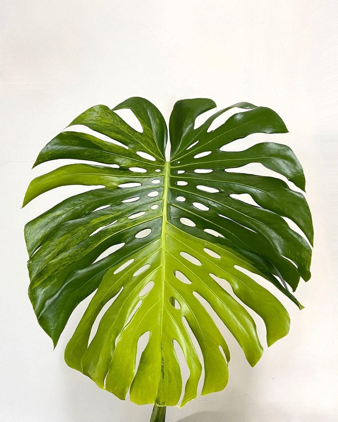 Monstera Deliciosa Aurea Variegated 2