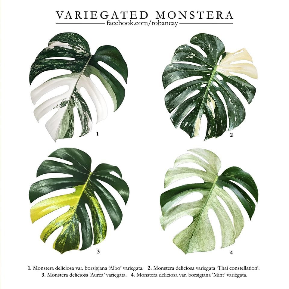 Monstera Deliciosa Aurea Variegated 3