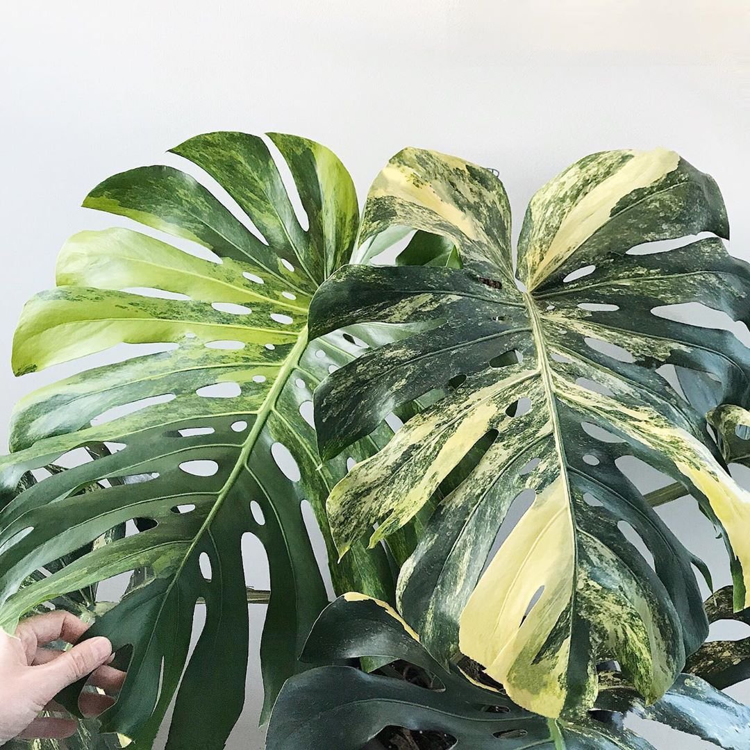 Monstera Deliciosa Aurea Variegated