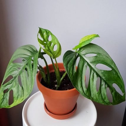 Monstera Adansonii 2