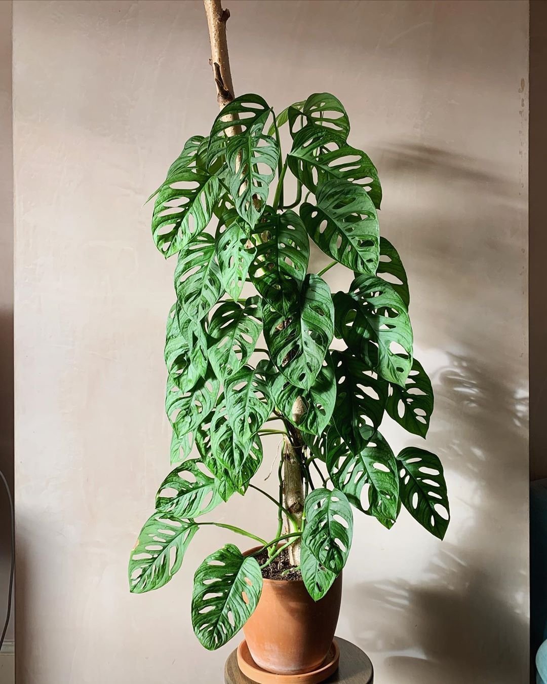 Monstera Adansonii