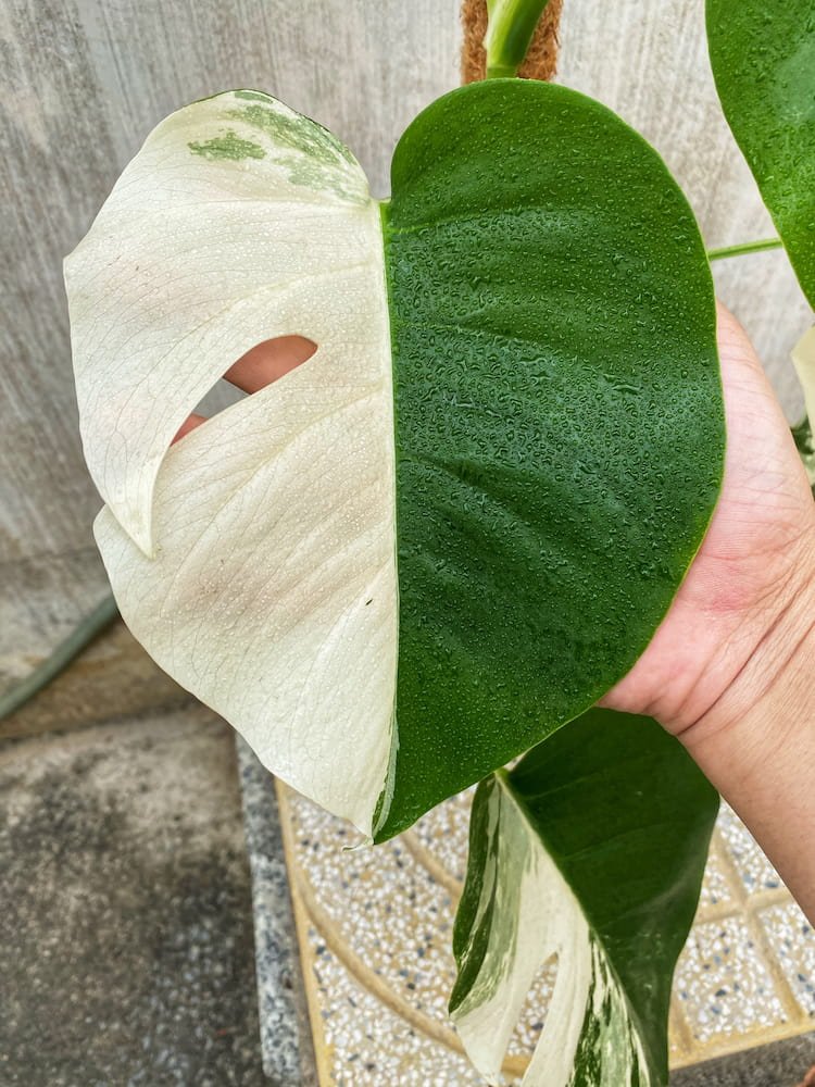 Monstera Borsigiana Albo Variegated 2