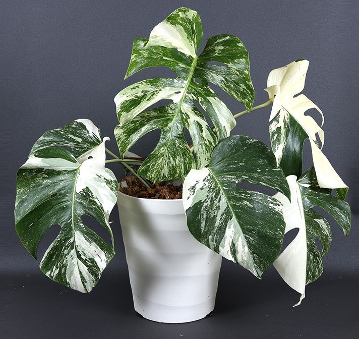 Monstera Borsigiana Albo Variegated