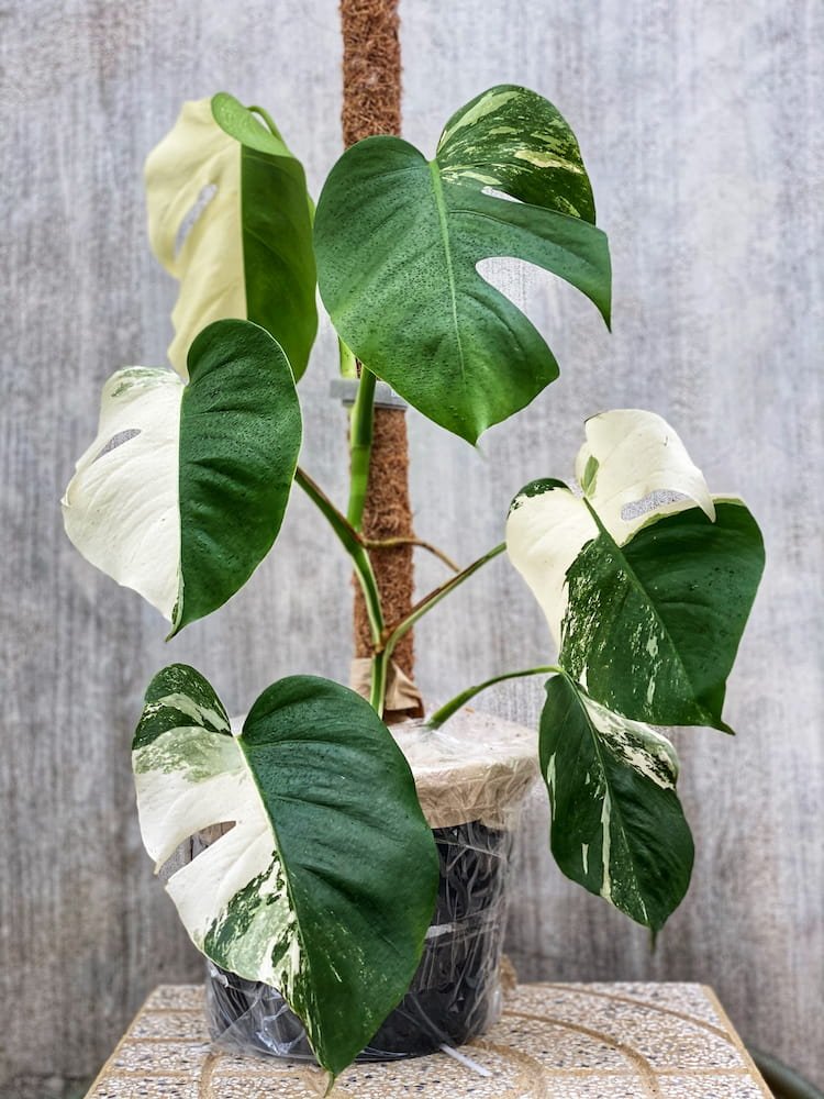 Monstera Borsigiana Albo Variegated 3