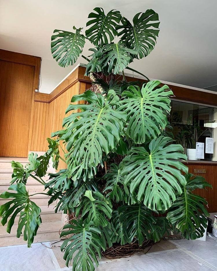 Monstera Deliciosa 3