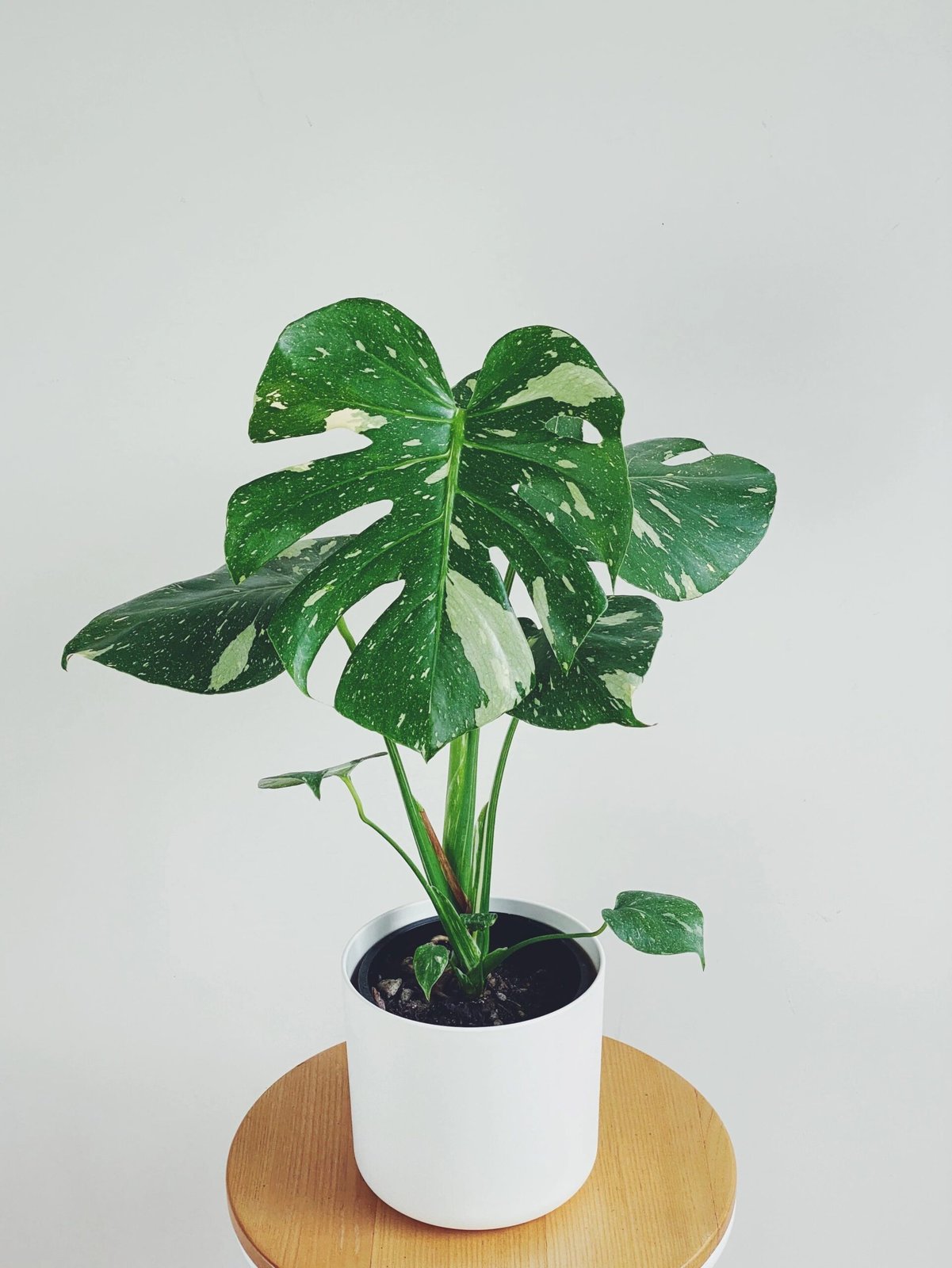 Monstera Thai Constellation