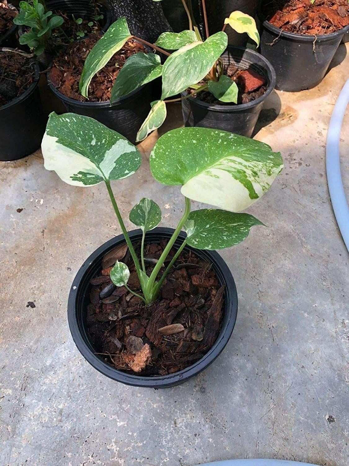 Monstera Thai Constellation 3