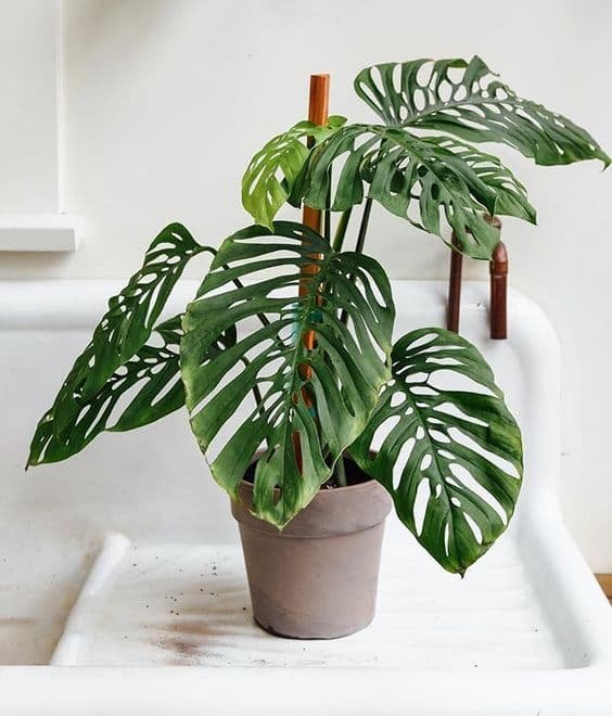 Monstera Lechleriana