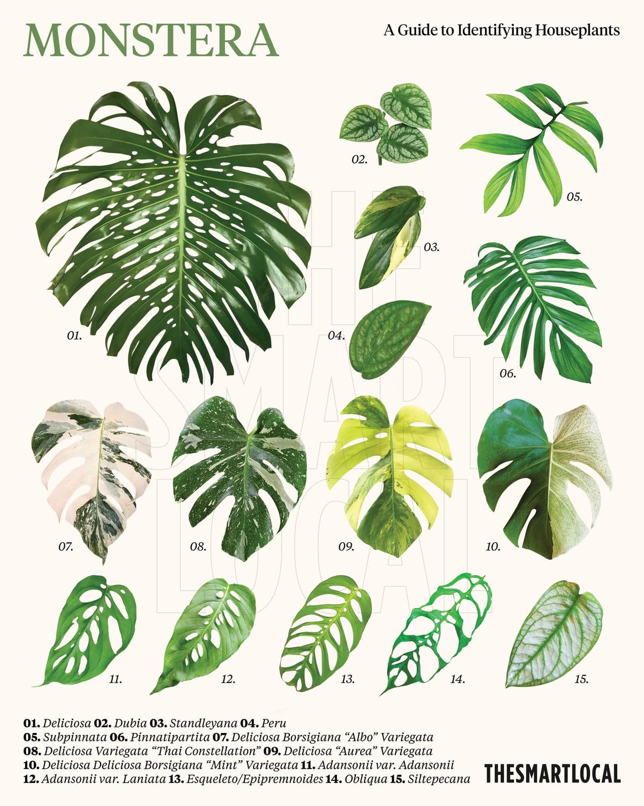 Monstera Lechleriana 2