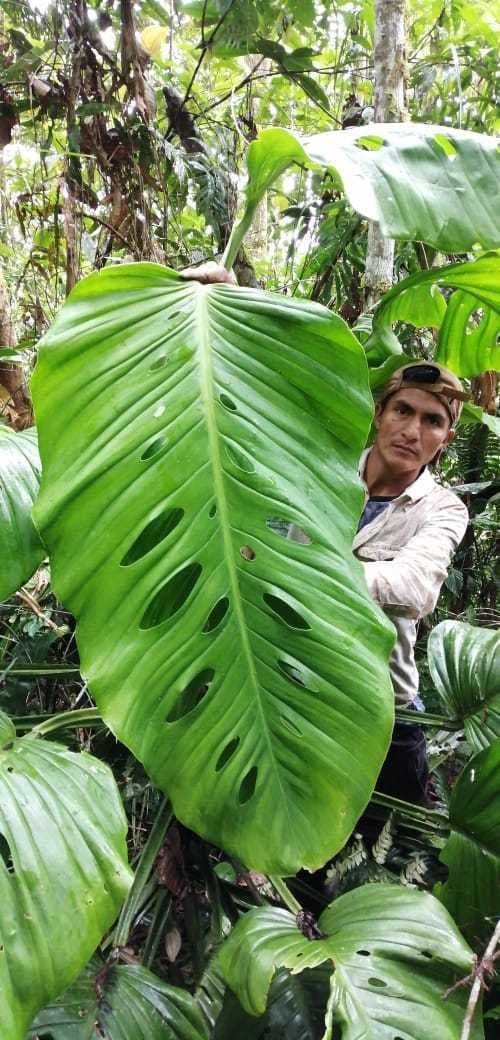 Monstera Lechleriana 3