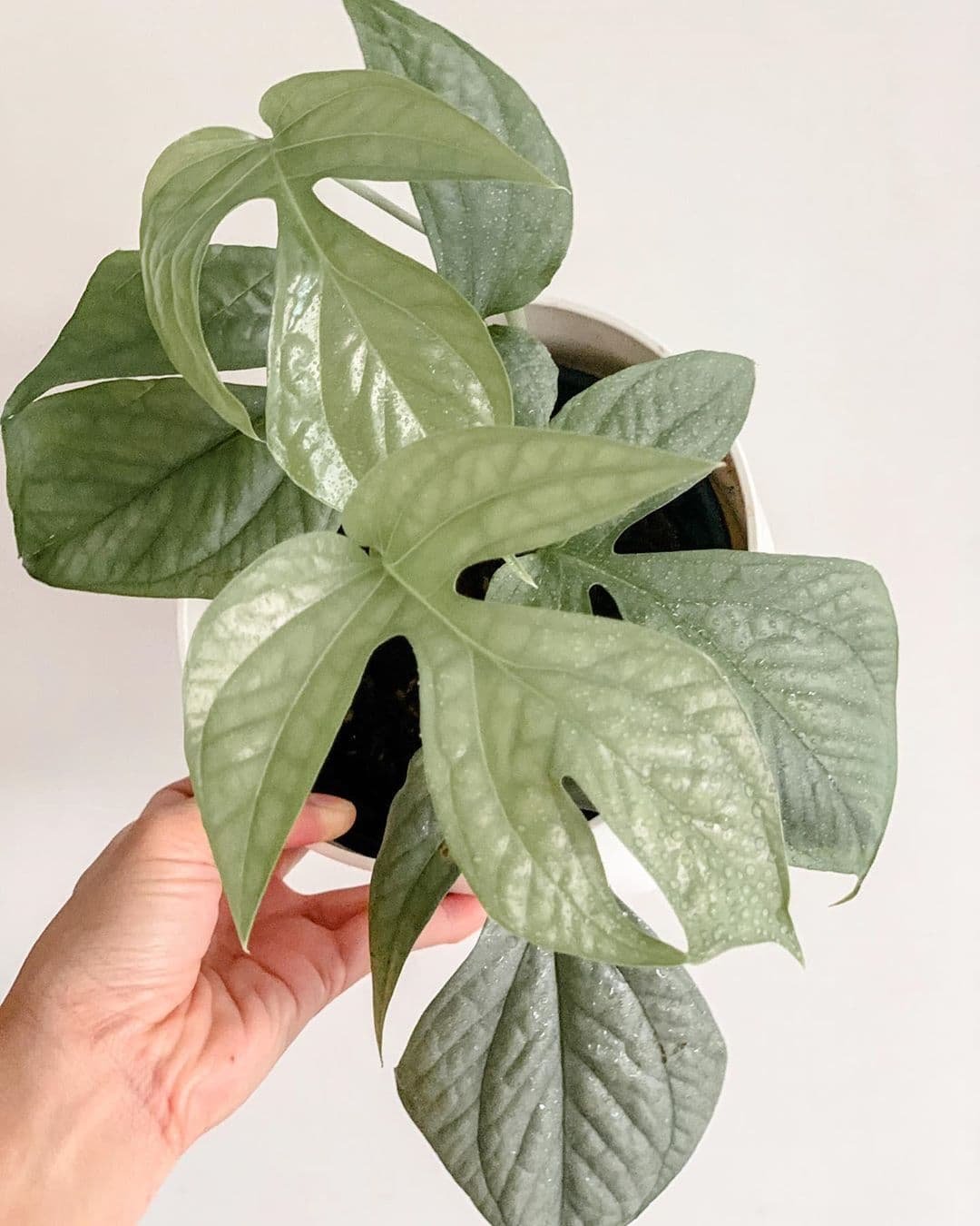 Monstera Amydrium Medium Silver (Spiderman Silver)