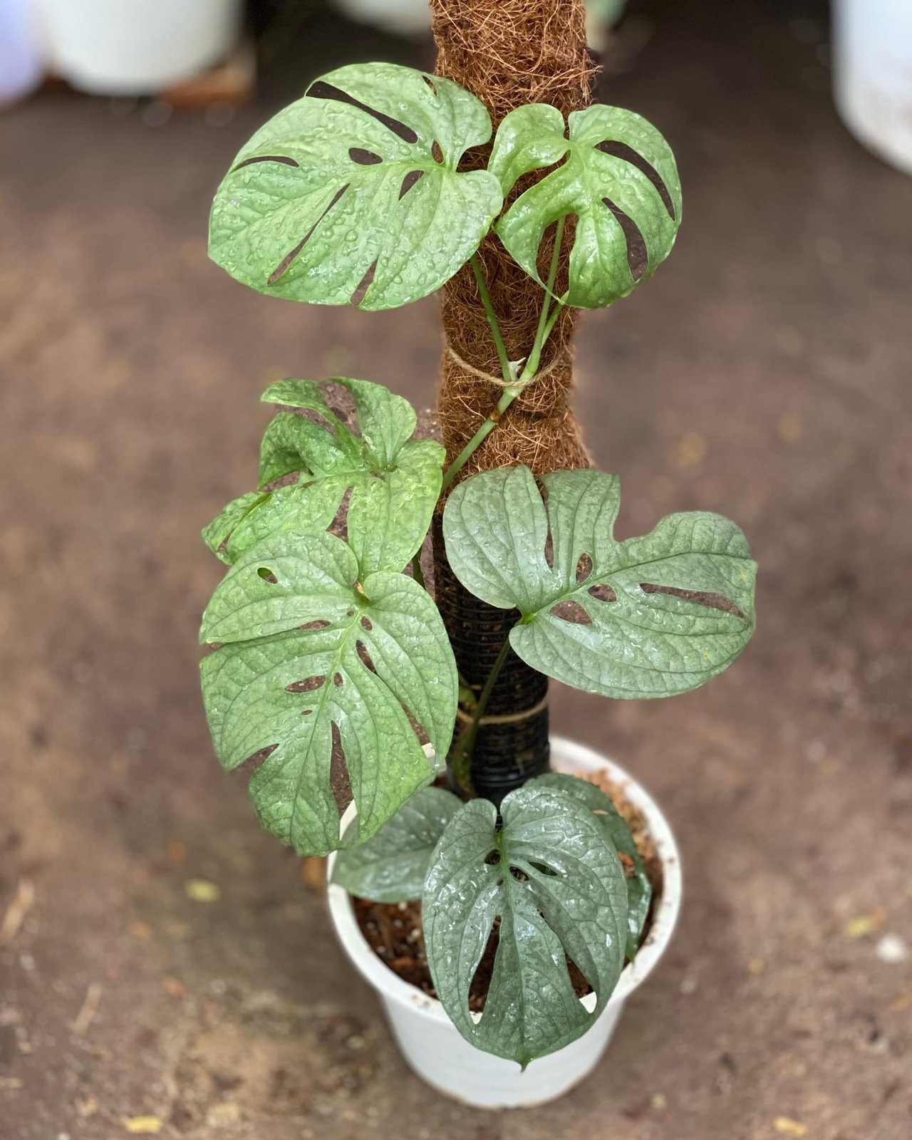 Monstera Amydrium Medium Silver (Spiderman Silver) 3
