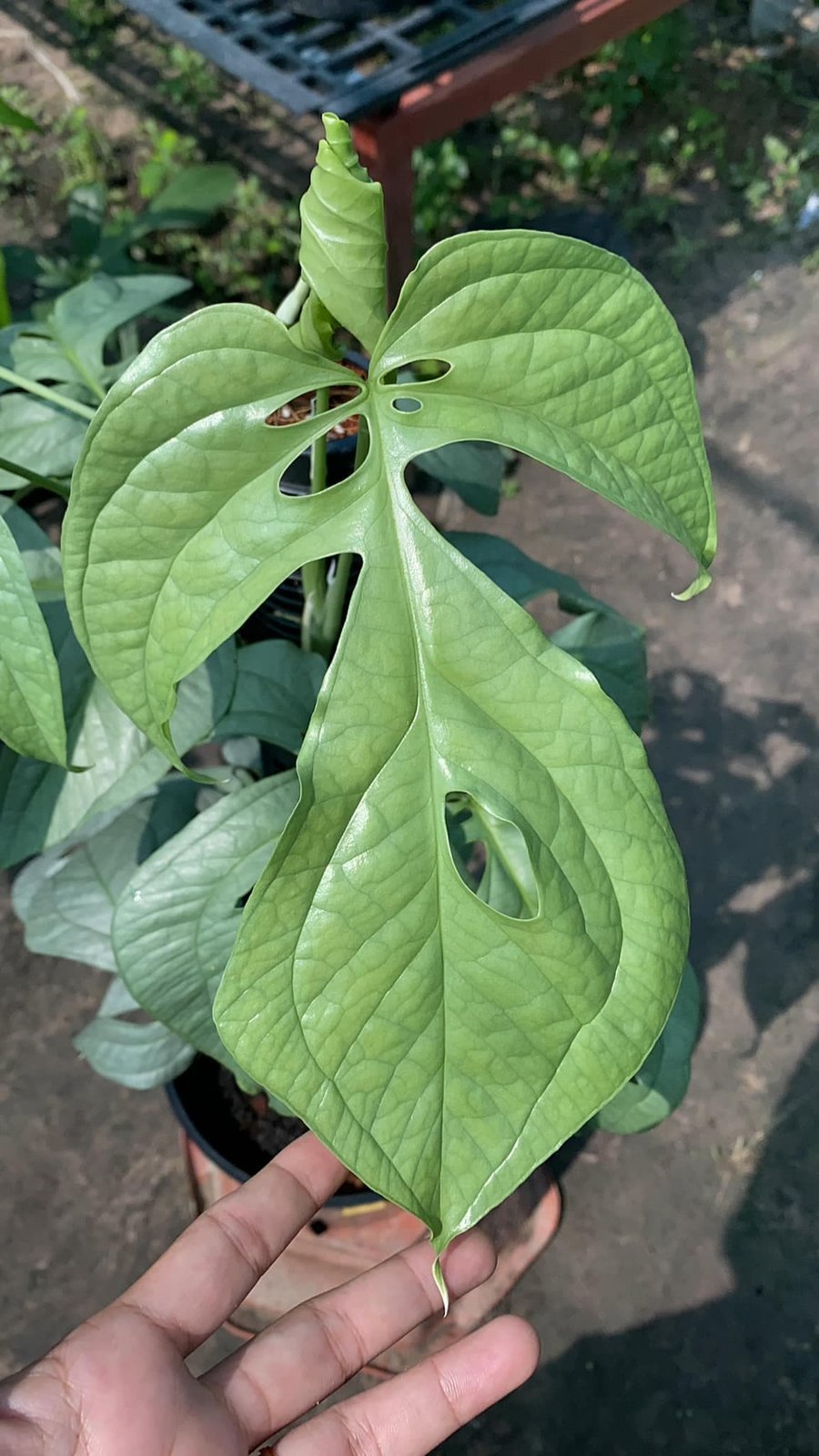 Monstera Amydrium Medium Silver (Spiderman Silver) 2