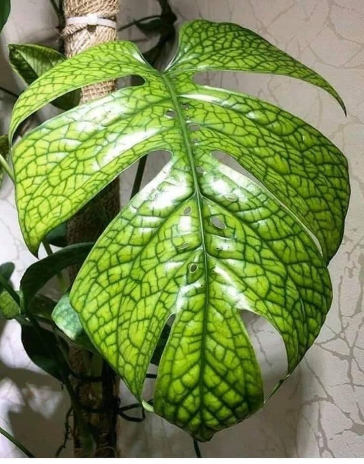 Monstera Amydrium Medium (Spiderman) 3