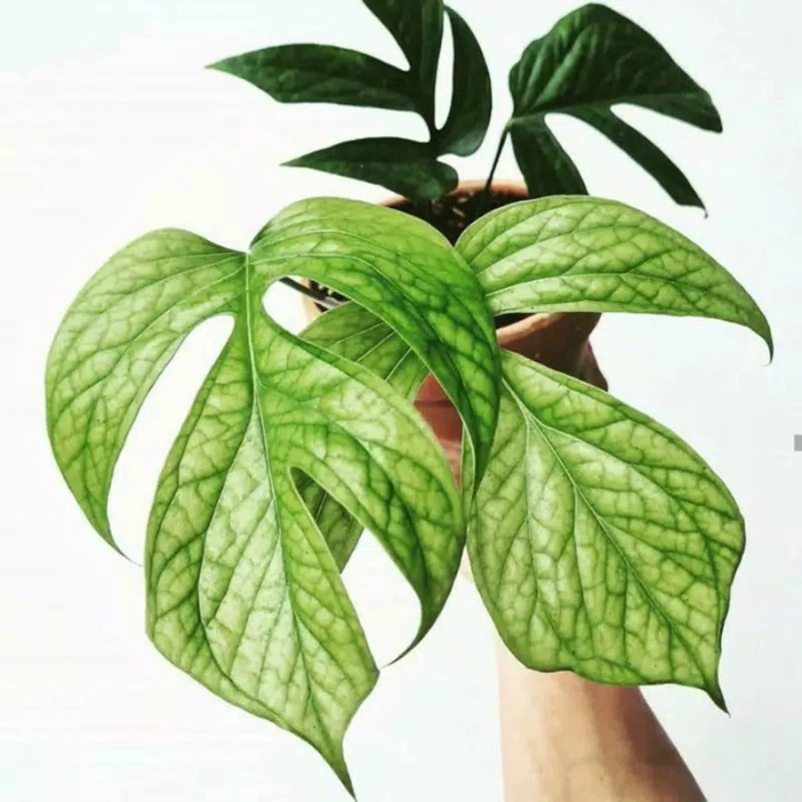 Monstera Amydrium Medium (Spiderman)