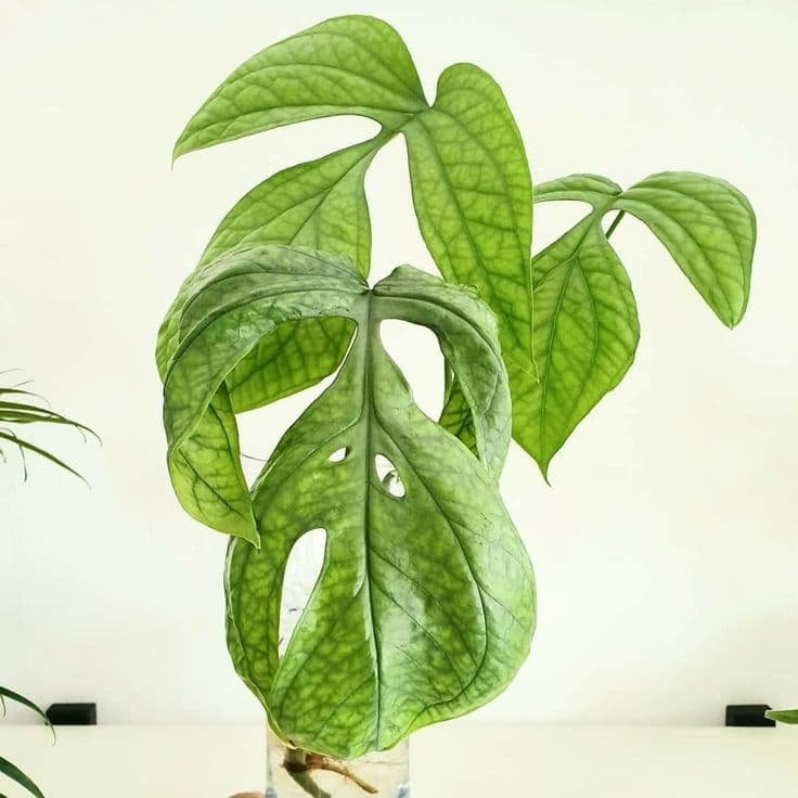 Monstera Amydrium Medium (Spiderman) 2