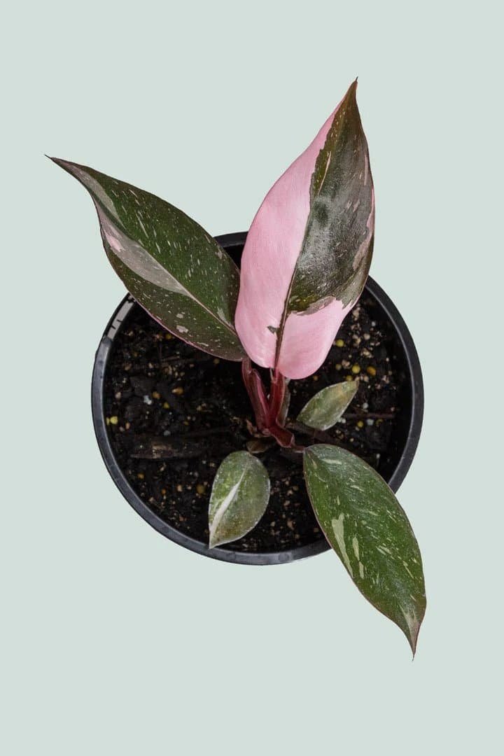 Philodendron Pink Princess 2