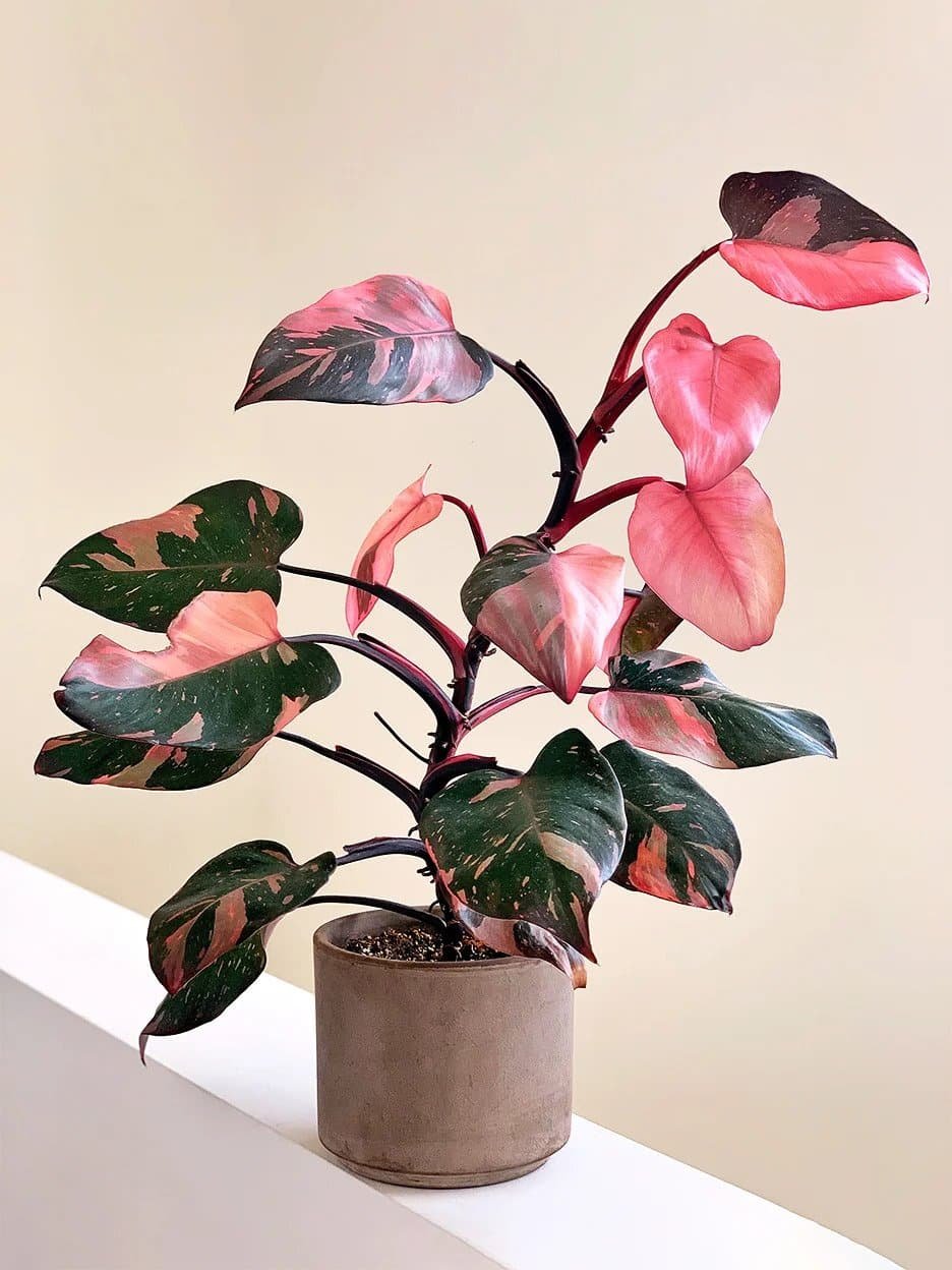 Philodendron Pink Princess