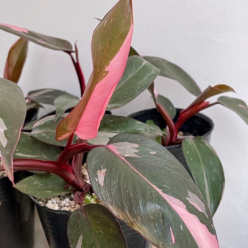 Philodendron Pink Princess 3