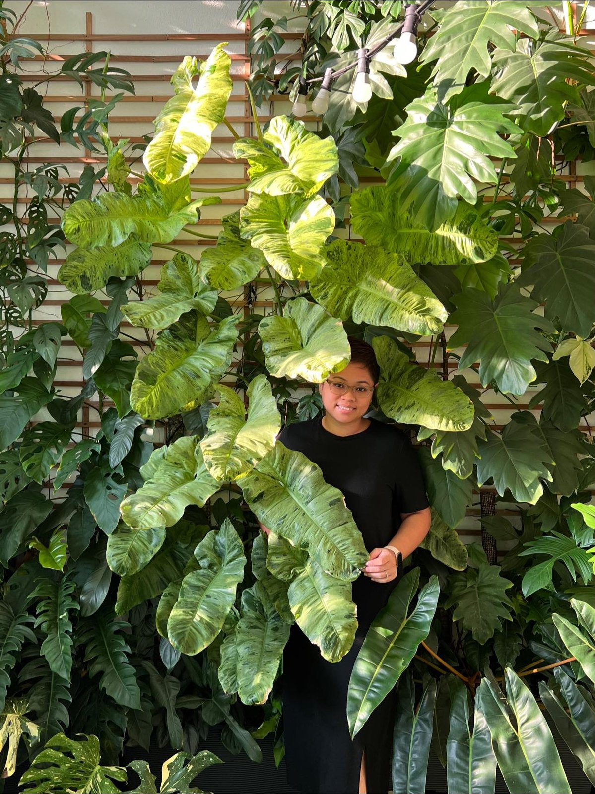 Philodendron Paraiso Verde 3