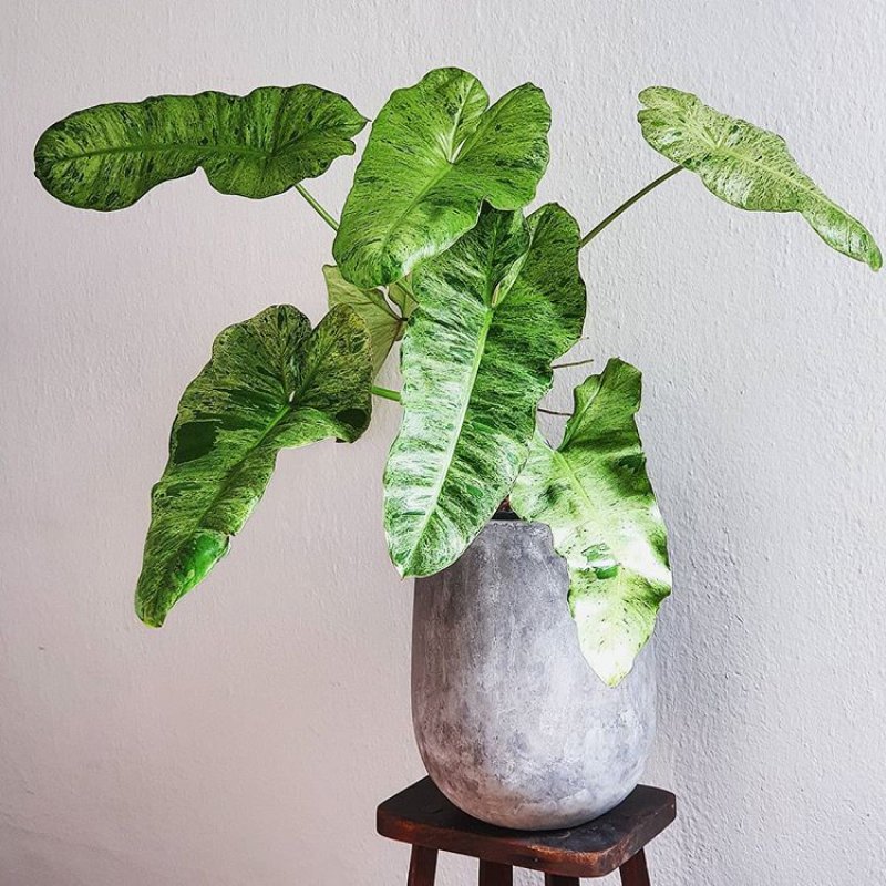 Philodendron Paraiso Verde