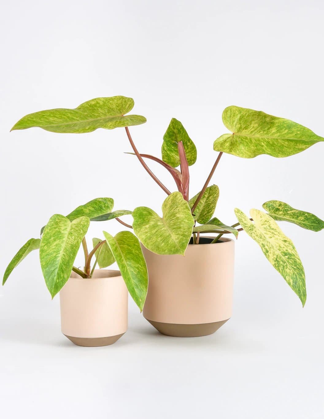 Philodendron Painted Lady