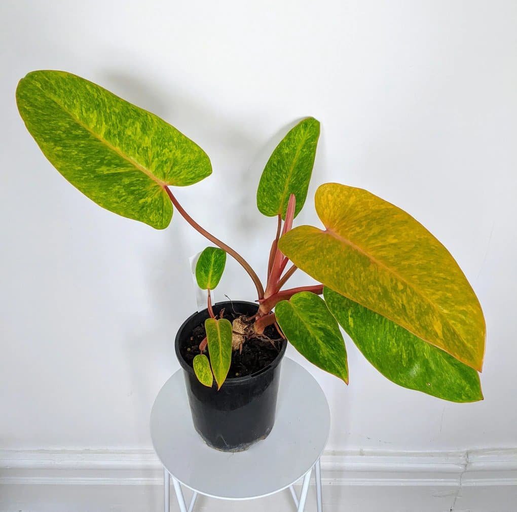 Philodendron Painted Lady 2