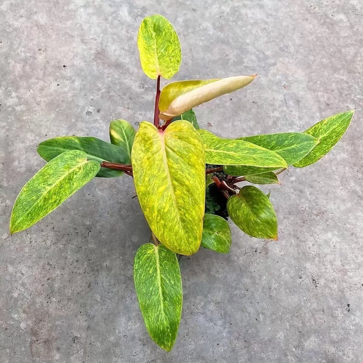 Philodendron Painted Lady 3