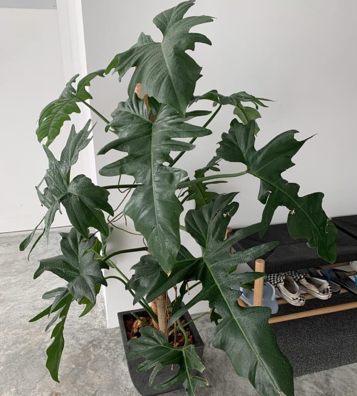 Philodendron Golden Dragon (Rồng)