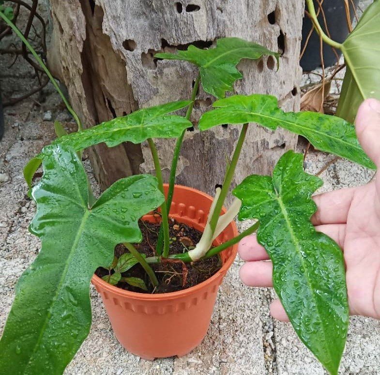 Philodendron Golden Dragon (Rồng) 3