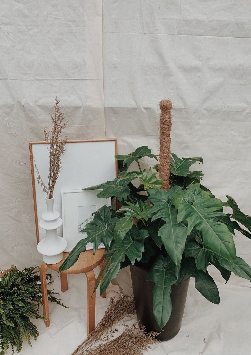 Philodendron Golden Dragon (Rồng) 2