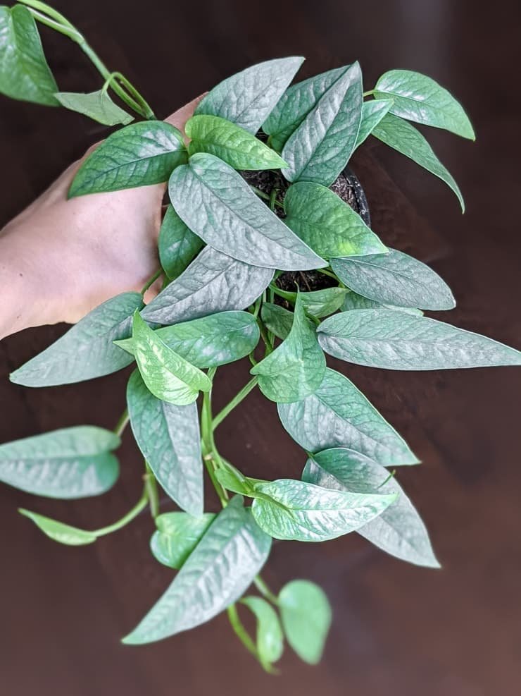 Philodendron Cebu Blue