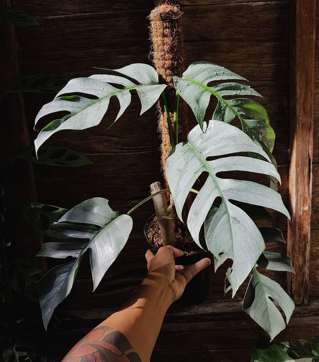Philodendron Cebu Blue 2