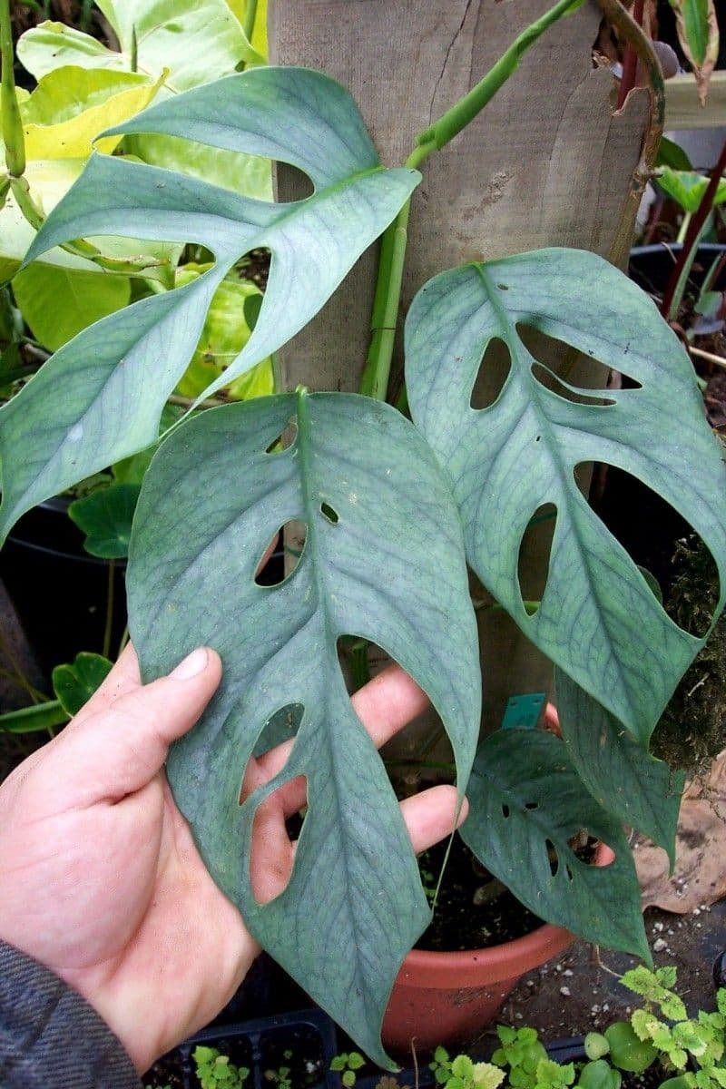 Philodendron Cebu Blue 3