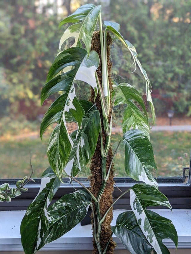 Epipremnum Pinnatum Albo Variegated 2