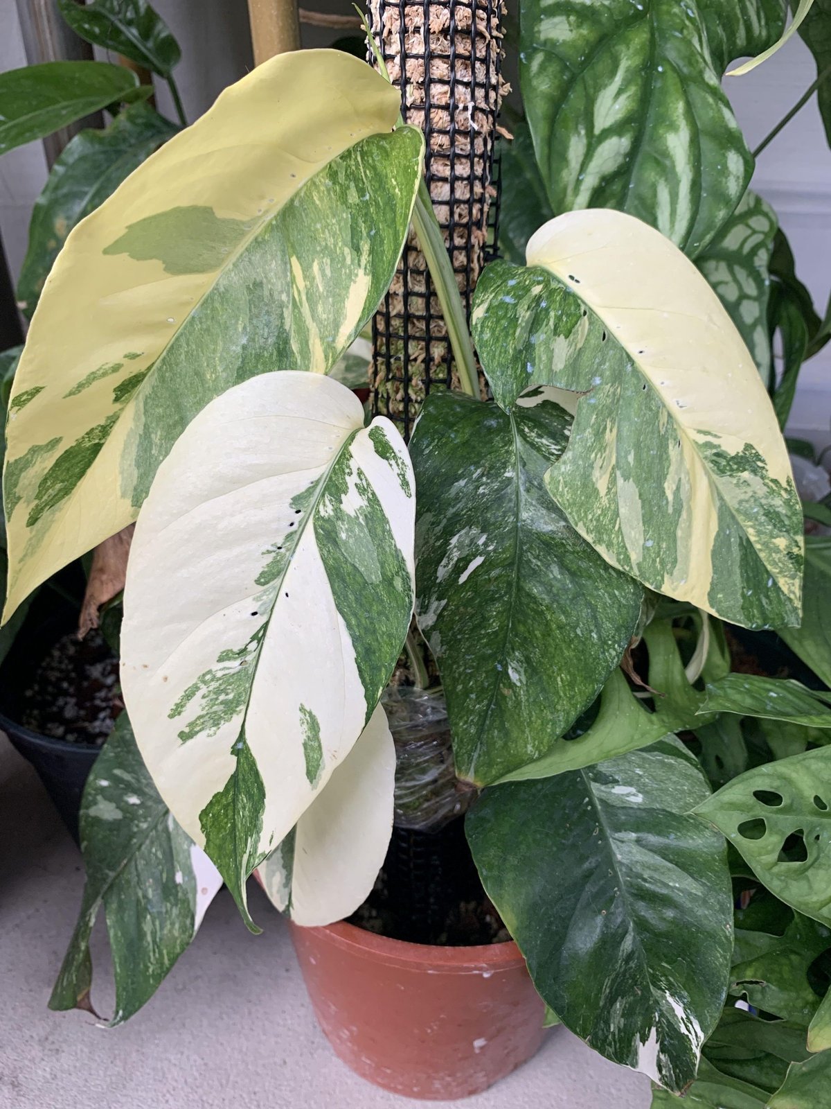 Epipremnum Pinnatum Albo Variegated