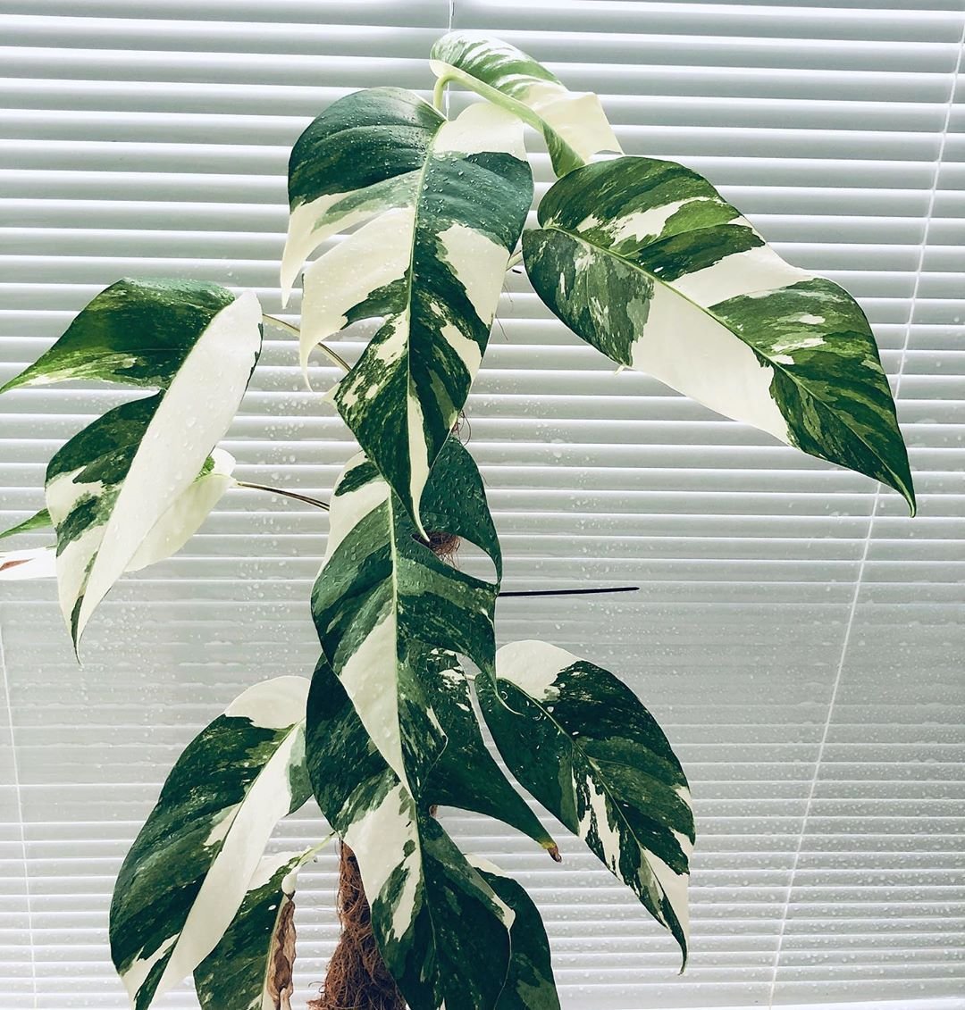 Epipremnum Pinnatum Albo Variegated 3
