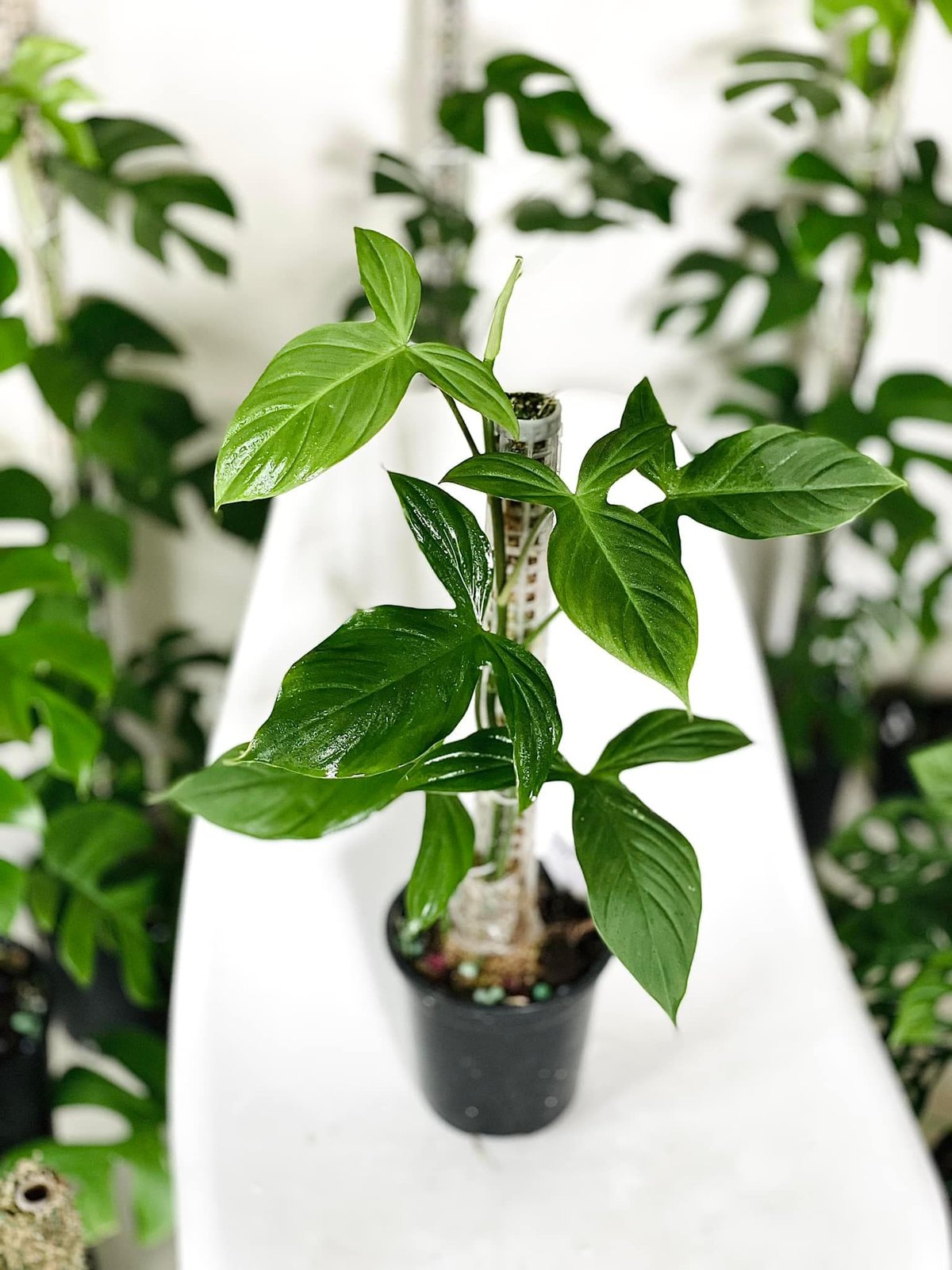 Philodendron Camposportoanum (Campos)