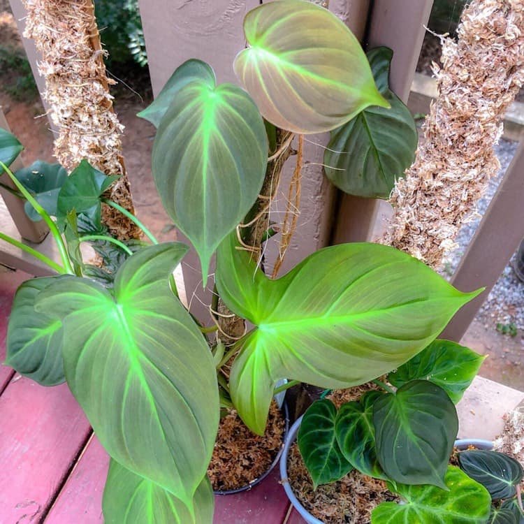Philodendron Camposportoanum (Campos) 3