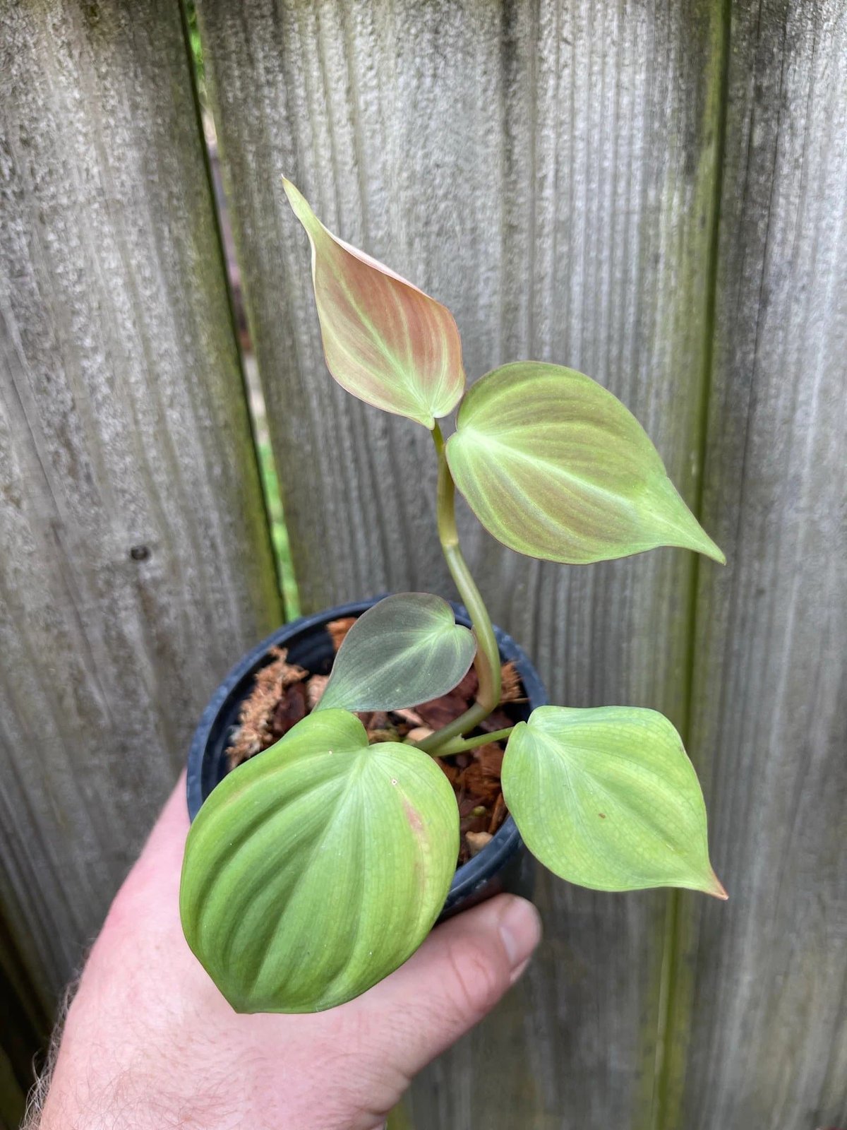 Philodendron Camposportoanum (Campos) 2