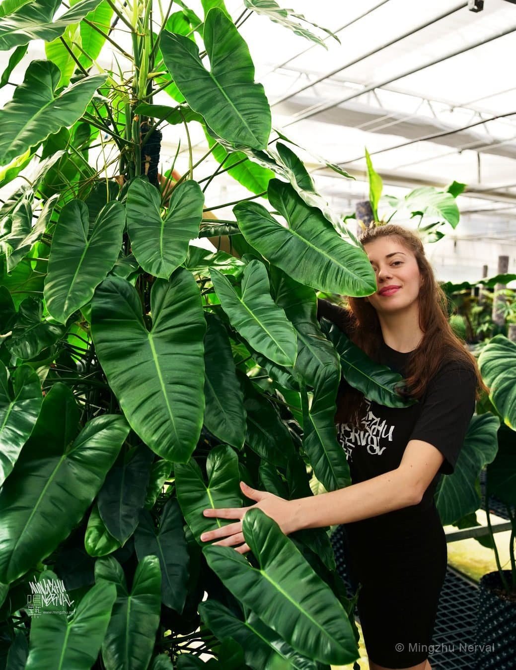 Philodendron Burle Marx (Trầu Bà Tỷ Phú) 2