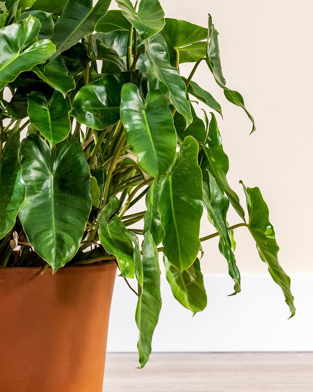 Philodendron Burle Marx (Trầu Bà Tỷ Phú) 3