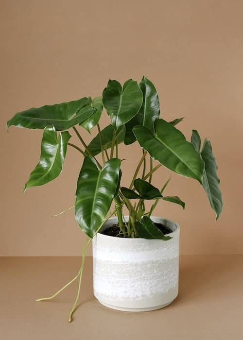 Philodendron Burle Marx (Trầu Bà Tỷ Phú)